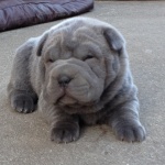 chiot shar-pei