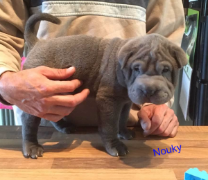 shar pei brush coat bleu