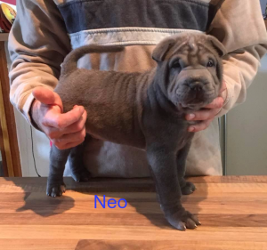 shar pei bleu chiot