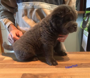 shar pei à poil long 