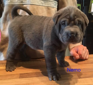 shar pei bleu brush