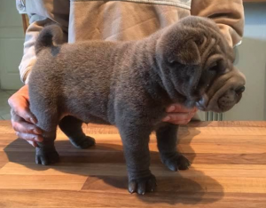 chiot sharpei disponible