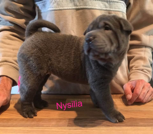 chiot femelle shar pei bleue