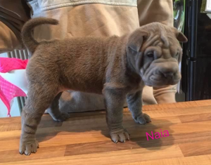 chiot shar pei bleu