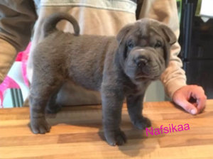 chiot sharpei bleu femelle