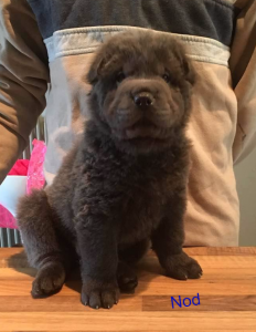 shar pei bear coat bleu