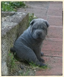 chiot shar pei