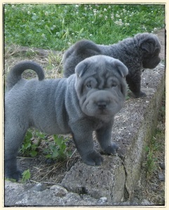 mâle shar pei bleu chiot