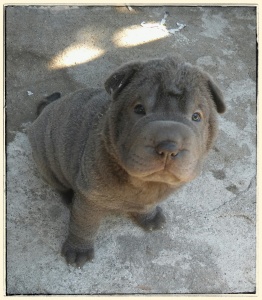 bébé shar pei