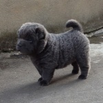 chiot sharpei bear coat