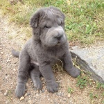 sharpei bear coat