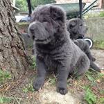 shar pei bear bleu