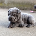 chiot sharpei bleue