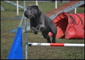 shar-pei en agility