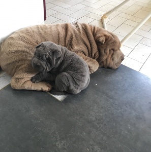 chiot sharpei bleu