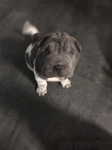 sharpei flowered