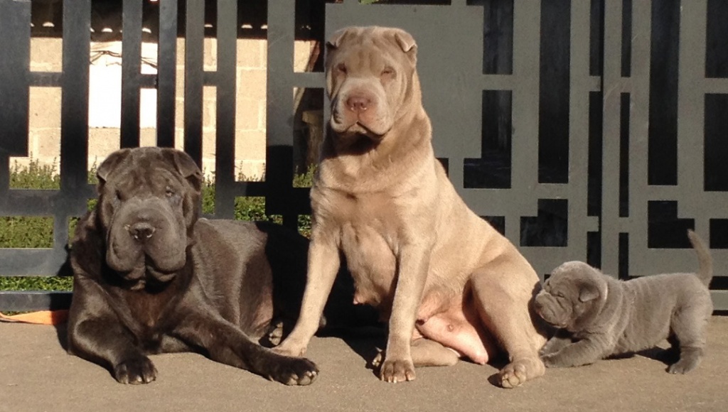 eleveur de sharpei