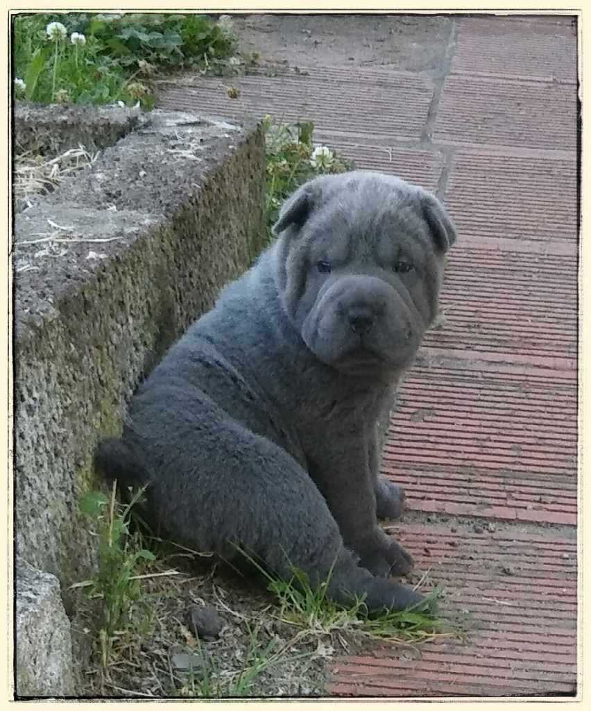 chiot shar pei bleu