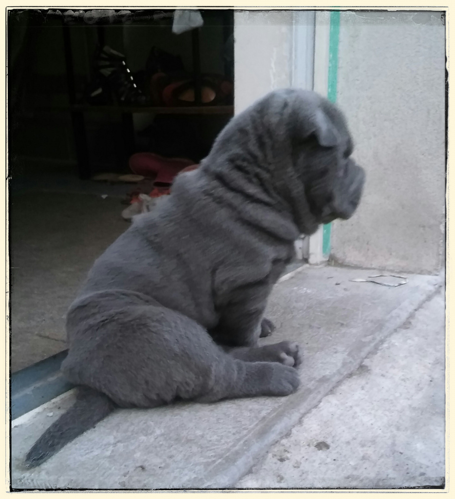 bébé sharpei