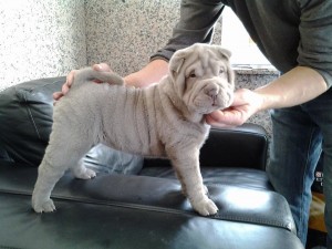 sharpei lilac à 2 mois