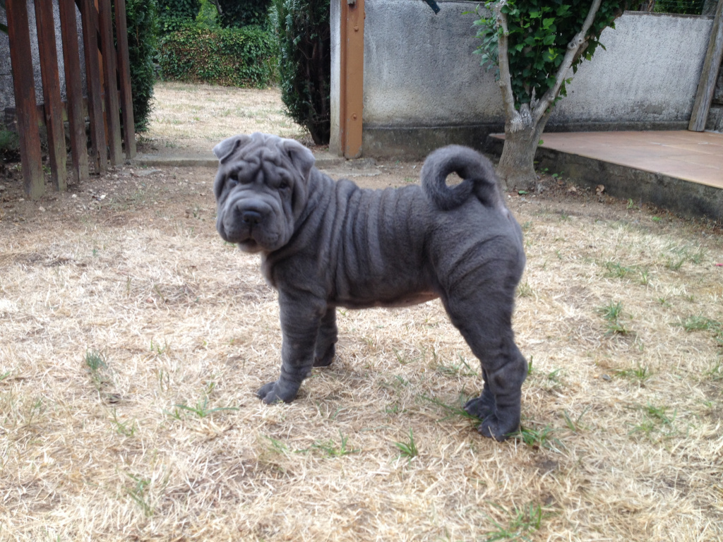 chiot shar pei