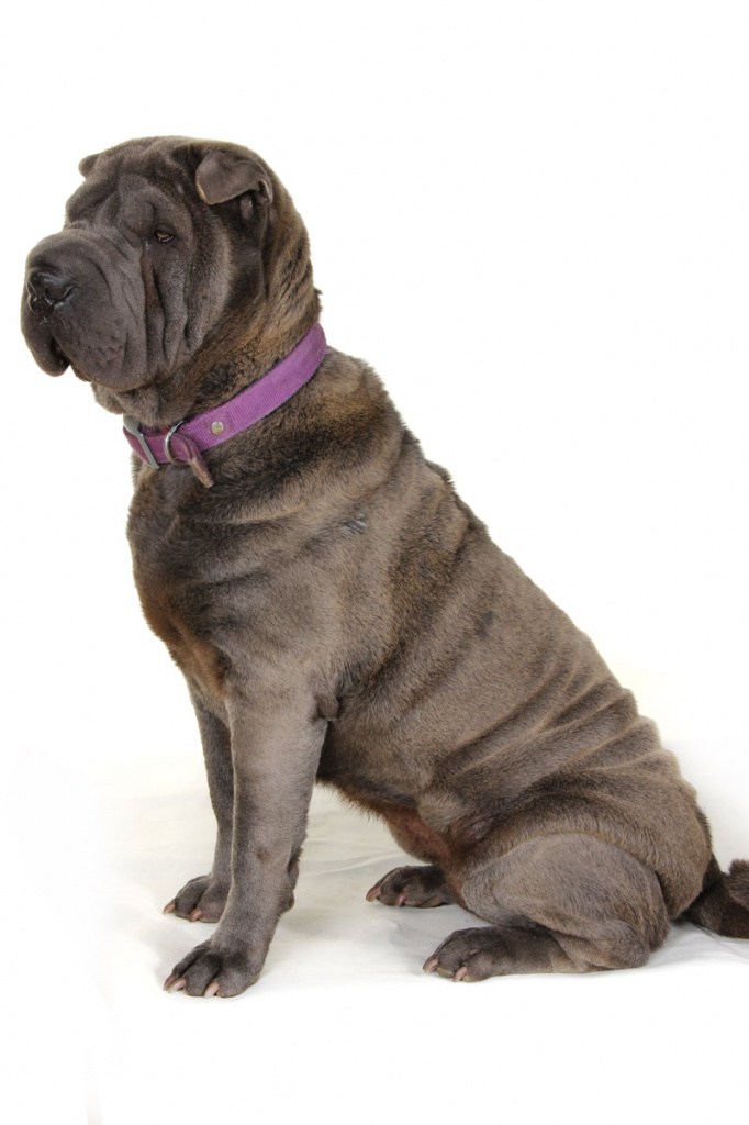 lovely sharpei bleue